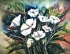 White Poppies